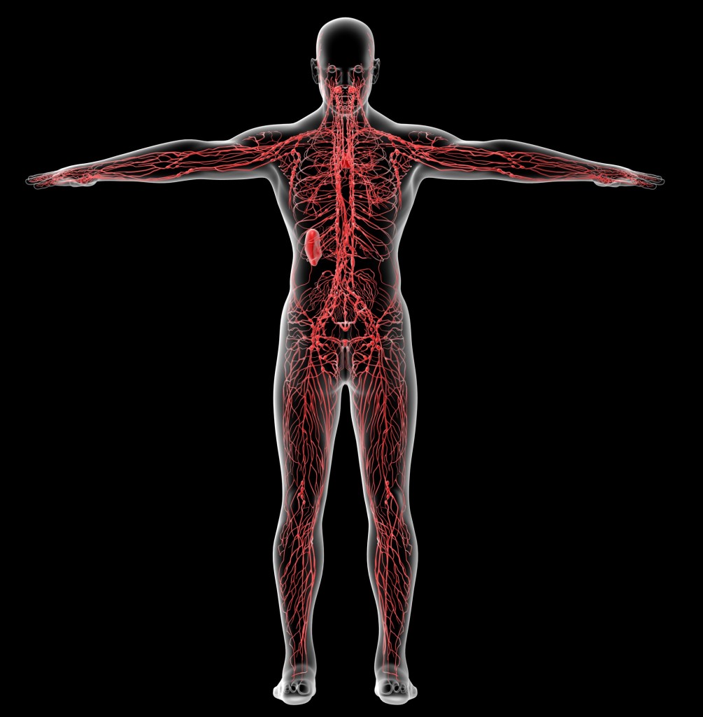 3d render medical illustration of the lymphatic system